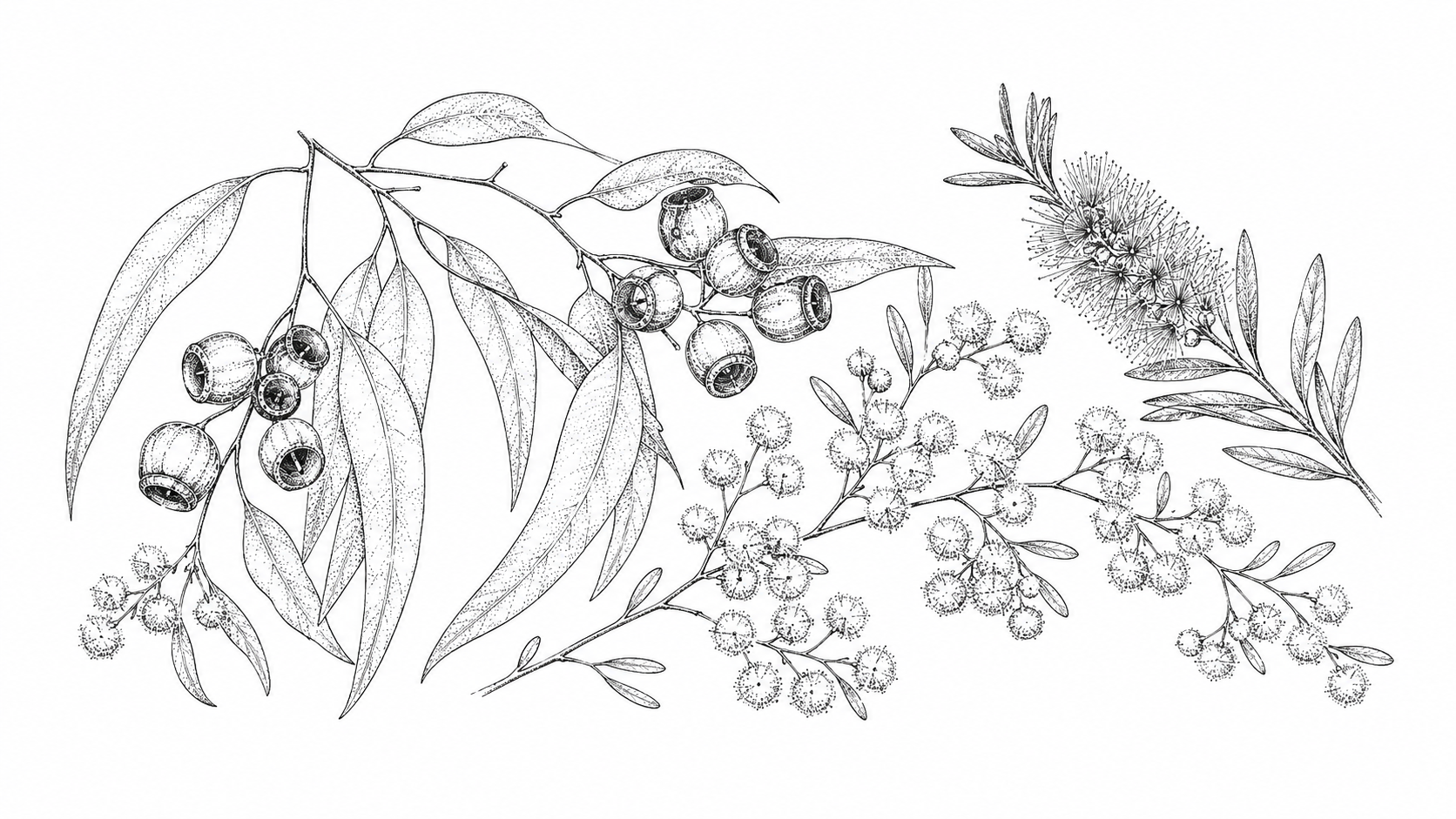 Y natural products
